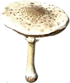 Seta parasol en DayZ - Guía de nutrición y calorías